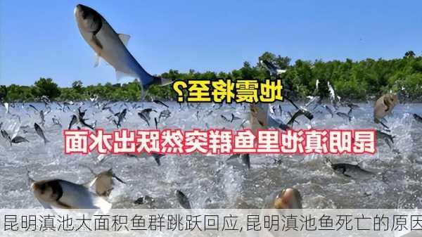 昆明滇池大面积鱼群跳跃回应,昆明滇池鱼死亡的原因