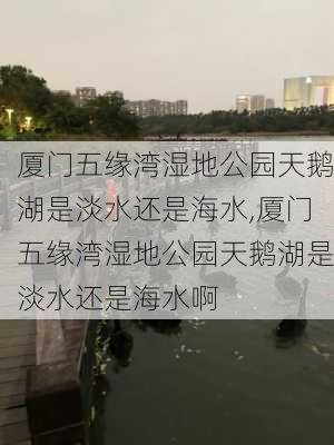 厦门五缘湾湿地公园天鹅湖是淡水还是海水,厦门五缘湾湿地公园天鹅湖是淡水还是海水啊