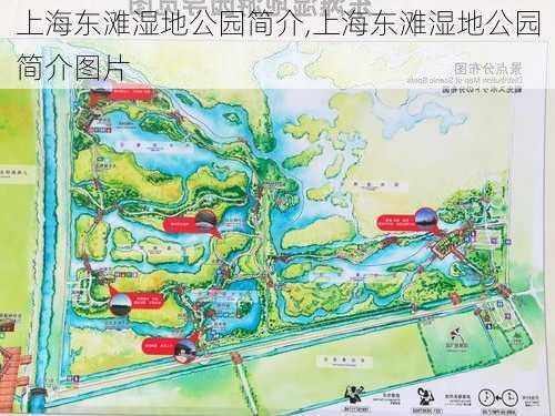 上海东滩湿地公园简介,上海东滩湿地公园简介图片