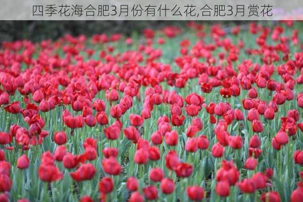 四季花海合肥3月份有什么花,合肥3月赏花