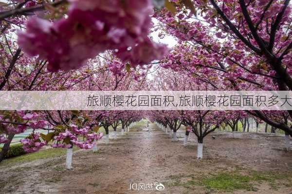 旅顺樱花园面积,旅顺樱花园面积多大