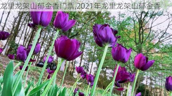 龙里龙架山郁金香门票,2021年龙里龙架山郁金香