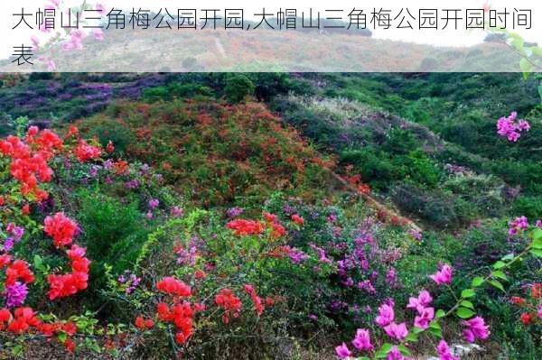 大帽山三角梅公园开园,大帽山三角梅公园开园时间表