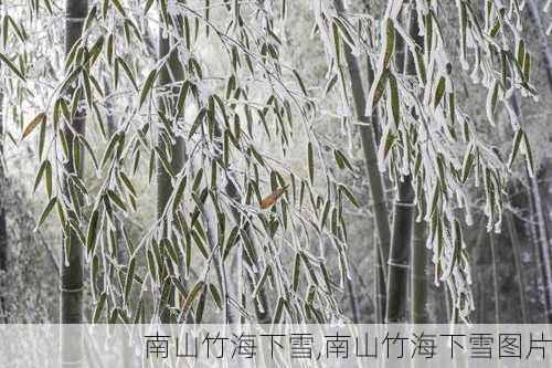 南山竹海下雪,南山竹海下雪图片