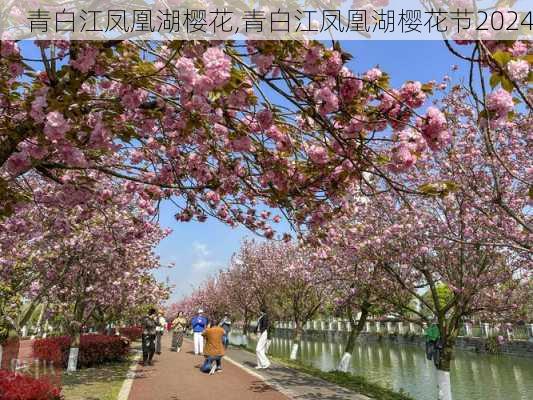 青白江凤凰湖樱花,青白江凤凰湖樱花节2024