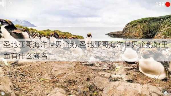 圣地亚哥海洋世界企鹅,圣地亚哥海洋世界企鹅馆里面有什么海鸟