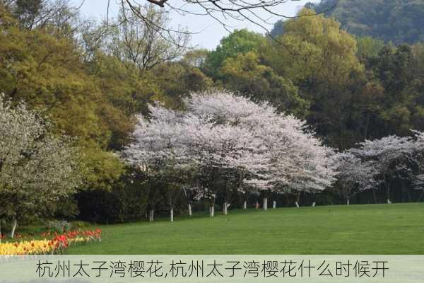 杭州太子湾樱花,杭州太子湾樱花什么时候开