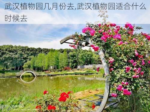 武汉植物园几月份去,武汉植物园适合什么时候去