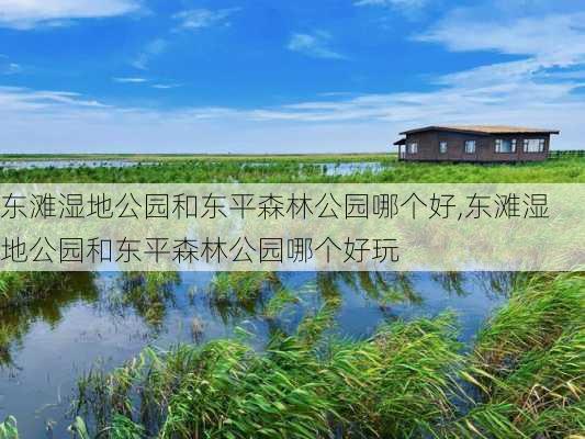 东滩湿地公园和东平森林公园哪个好,东滩湿地公园和东平森林公园哪个好玩