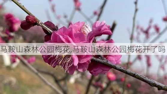 马鞍山森林公园梅花,马鞍山森林公园梅花开了吗