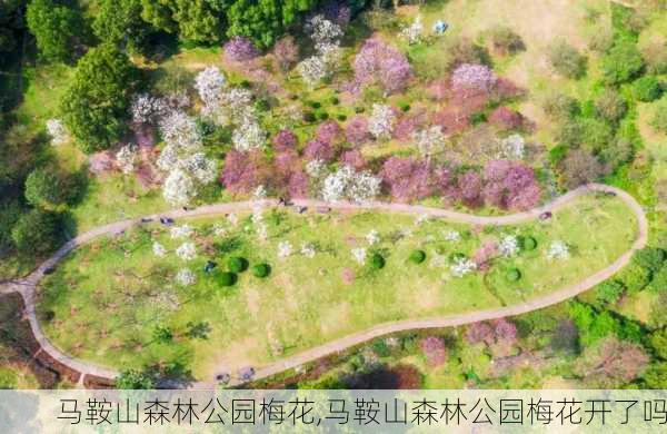 马鞍山森林公园梅花,马鞍山森林公园梅花开了吗