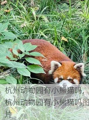 杭州动物园有小熊猫吗,杭州动物园有小熊猫吗图片