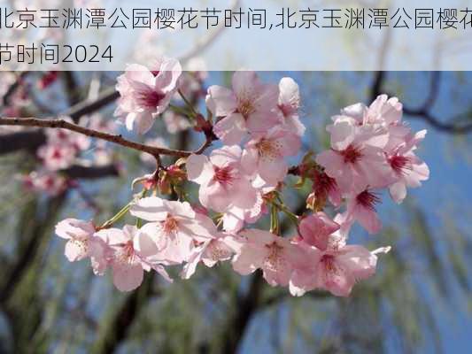 北京玉渊潭公园樱花节时间,北京玉渊潭公园樱花节时间2024