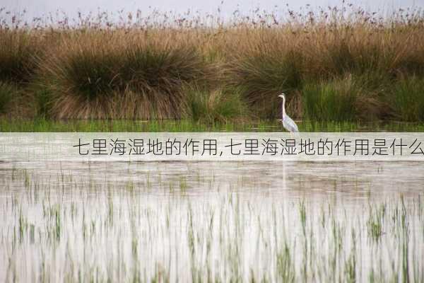 七里海湿地的作用,七里海湿地的作用是什么